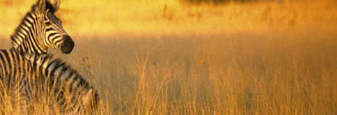 Masai Mara